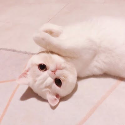 Martua Sitorus avatar